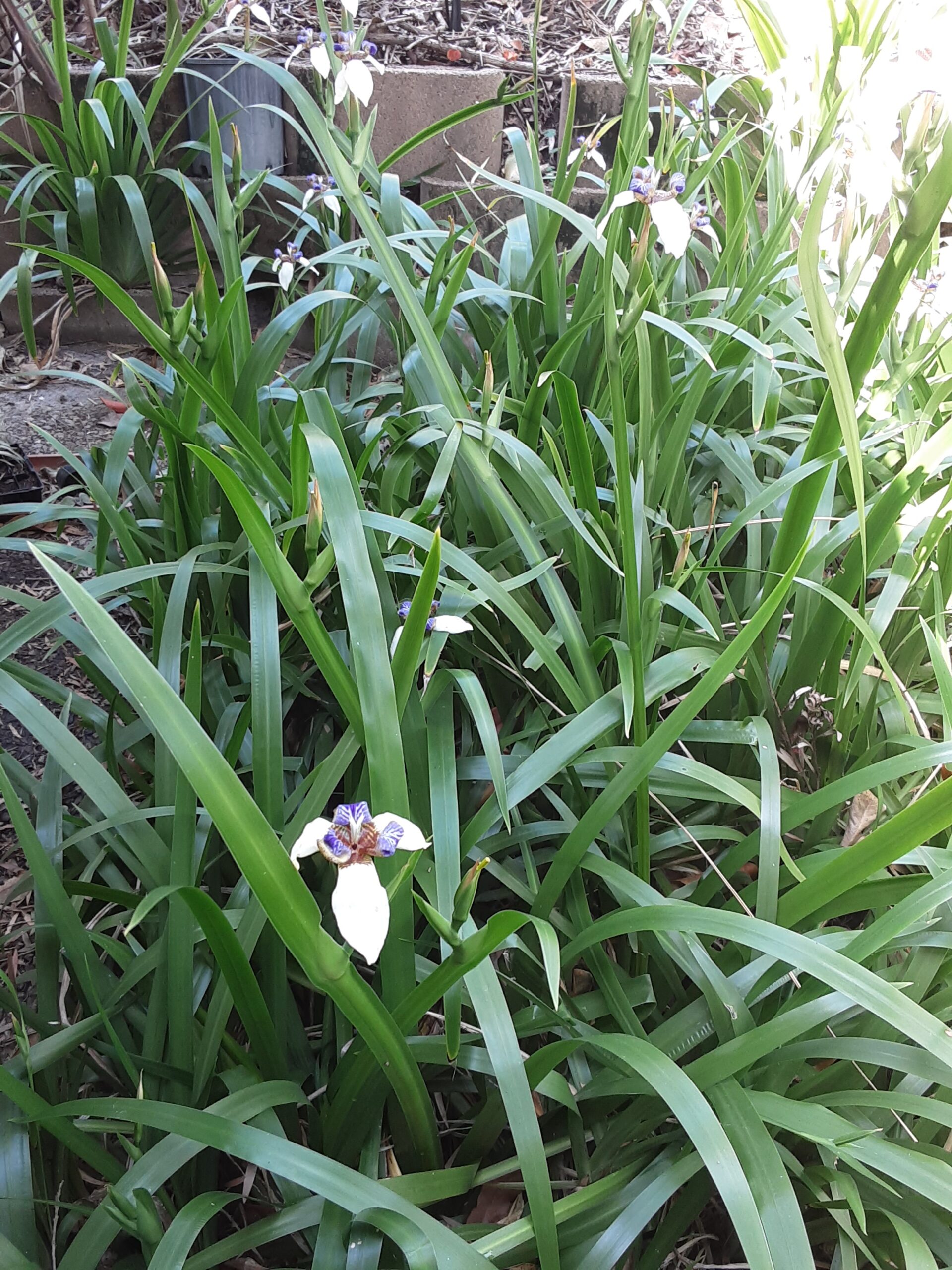 Brazilian Walking Iris Brazilian Walking Iris - Image 4