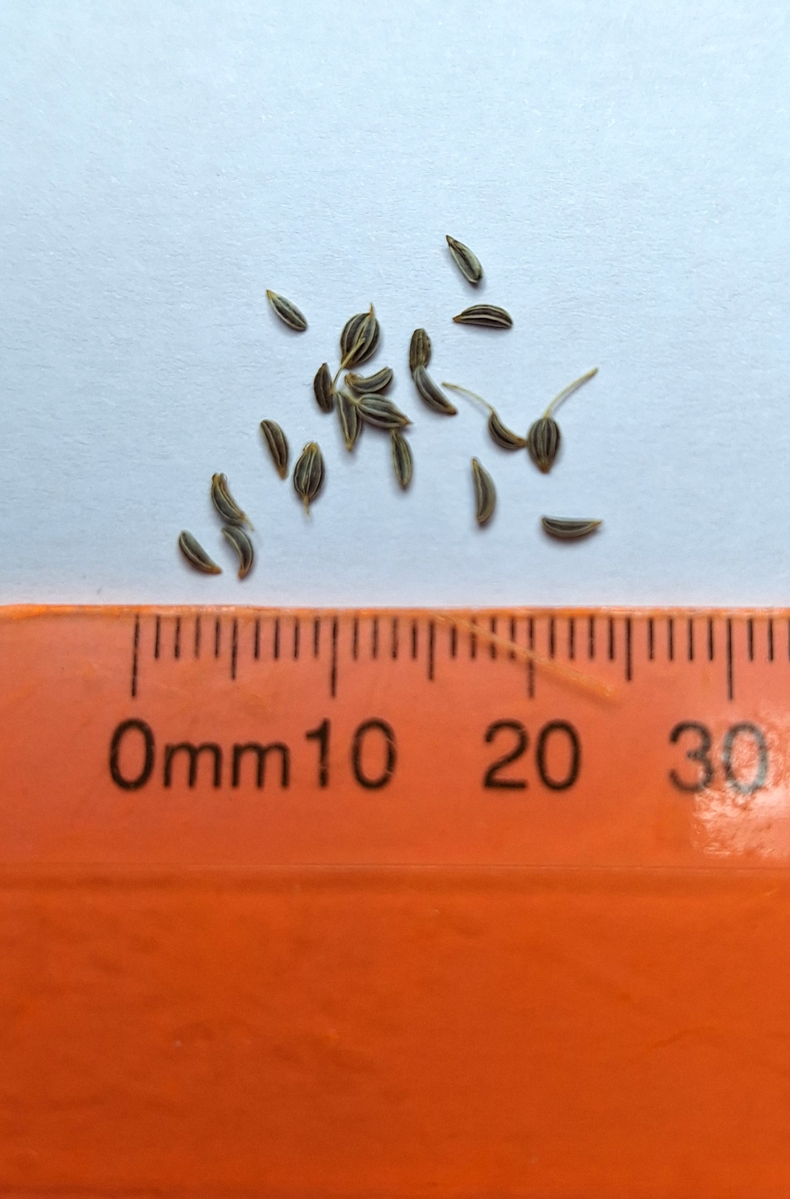 Flat Leaf Parsley - Petroselinum Crispum Flat Leaf Parsley - Petroselinum Crispum - Image 2