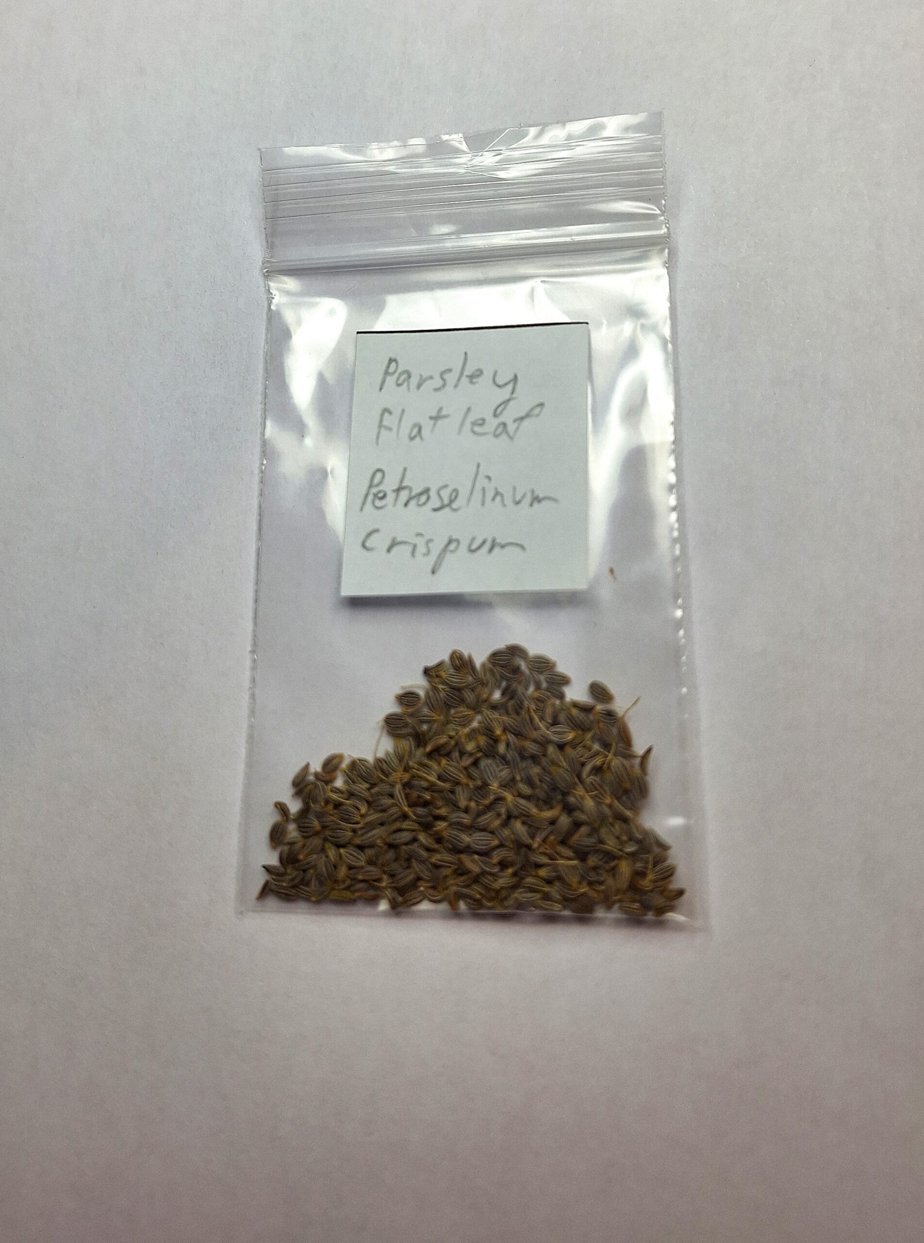 Flat Leaf Parsley - Petroselinum Crispum Flat Leaf Parsley - Petroselinum Crispum - Image 3