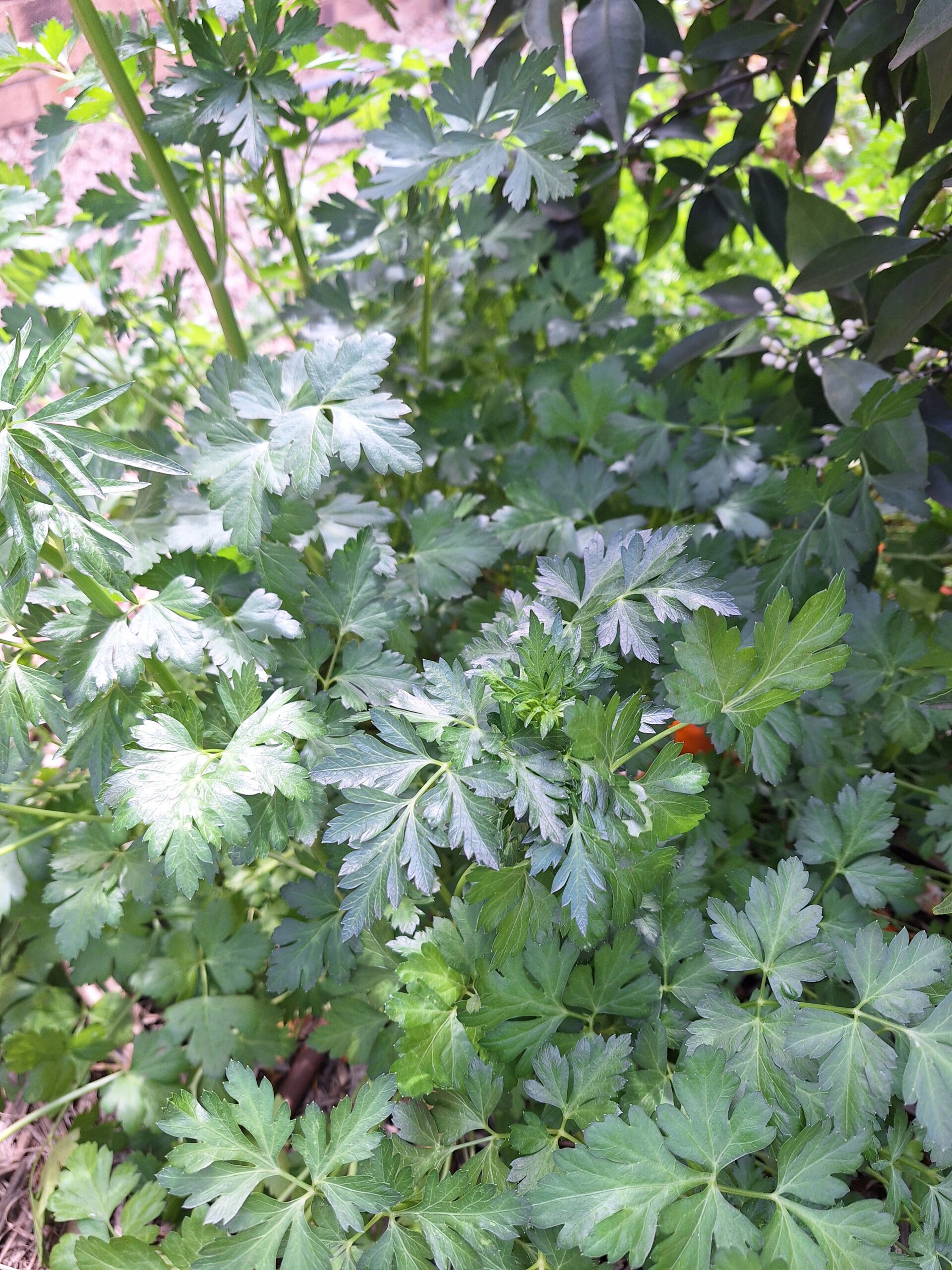 Flat Leaf Parsley - Petroselinum Crispum Flat Leaf Parsley - Petroselinum Crispum - Image 4
