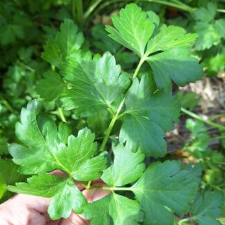 Home Flat Leaf Parsley - Petroselinum Crispum