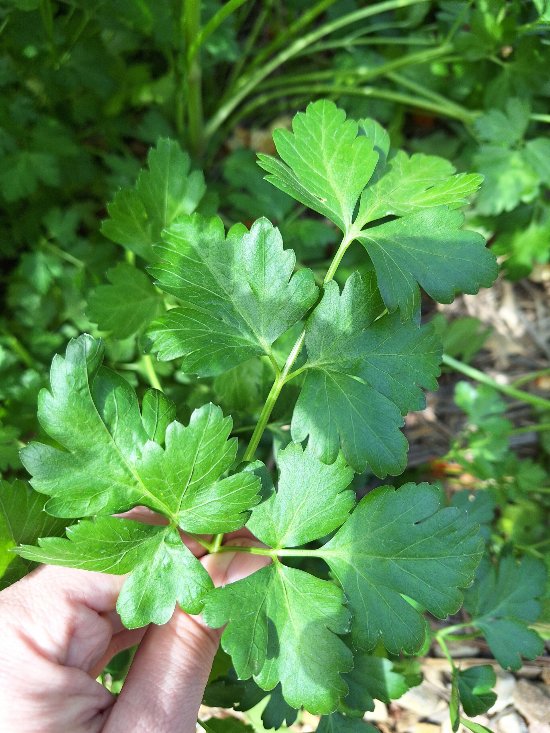 Flat Leaf Parsley - Petroselinum Crispum Flat Leaf Parsley - Petroselinum Crispum