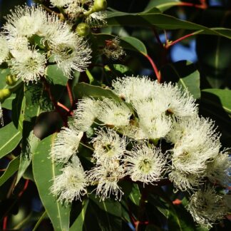 Home Corymbia Citriodora – Lemon Scented Gum