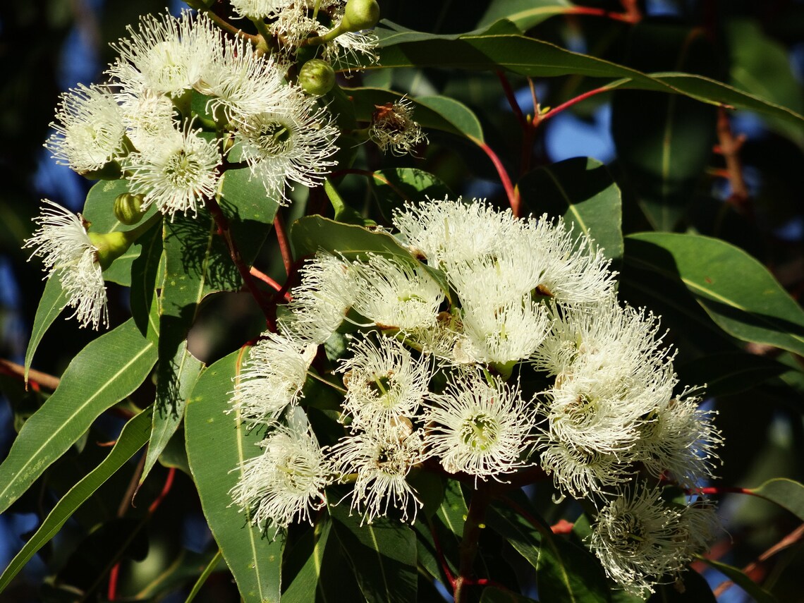 Corymbia Citriodora – Lemon Scented Gum Corymbia Citriodora – Lemon Scented Gum