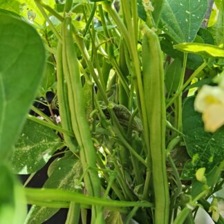 Home Stringless Bean