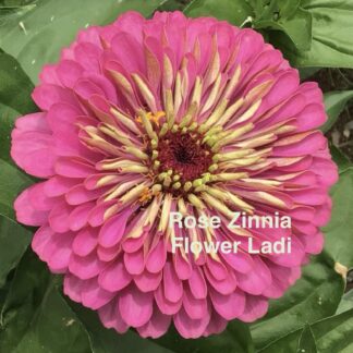 Home Rose Zinnia (free Mixed Zinnia)