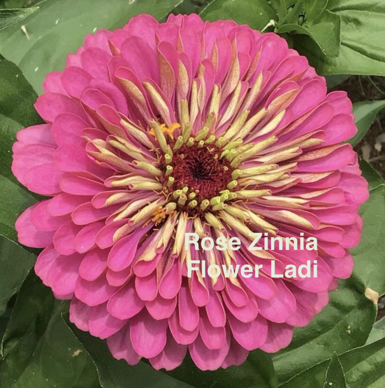 Rose Zinnia (free Mixed Zinnia) Rose Zinnia (free Mixed Zinnia)