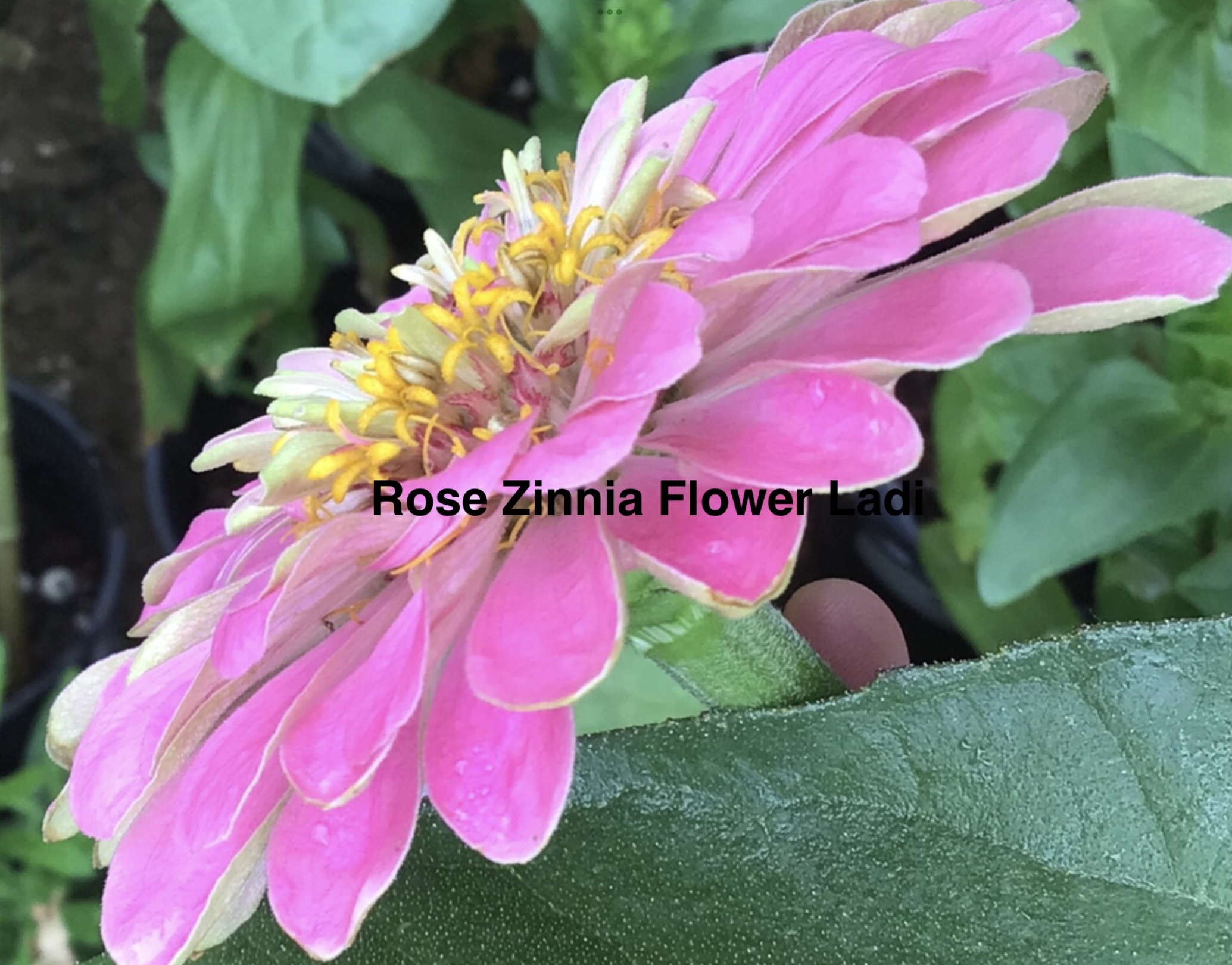 Rose Zinnia (free Mixed Zinnia) Rose Zinnia (free Mixed Zinnia) - Image 3