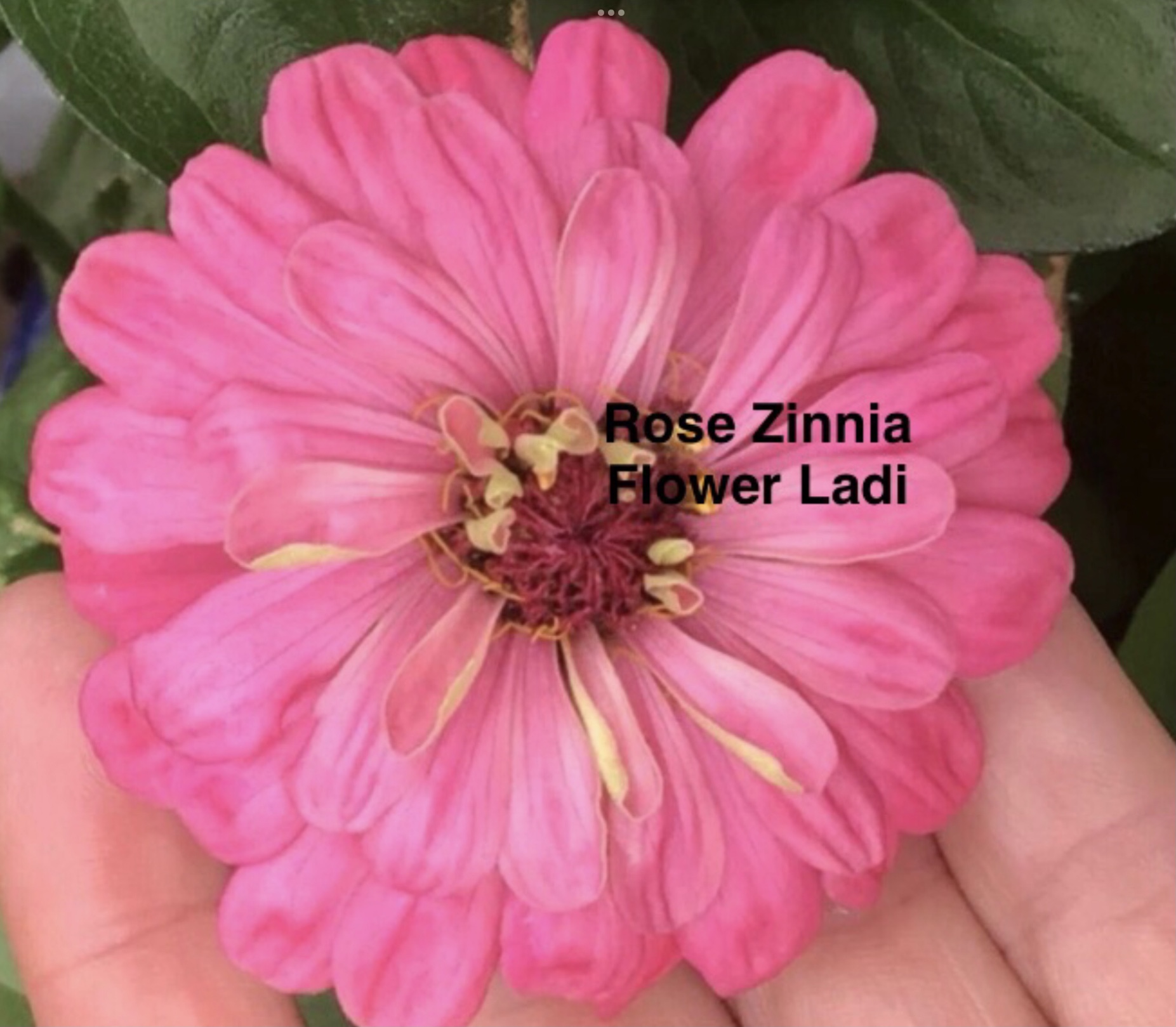 Rose Zinnia (free Mixed Zinnia) Rose Zinnia (free Mixed Zinnia) - Image 2
