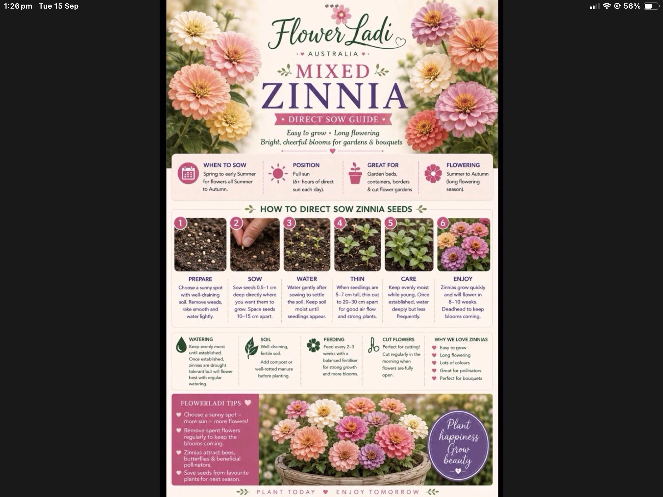 Rose Zinnia (free Mixed Zinnia) Rose Zinnia (free Mixed Zinnia) - Image 5