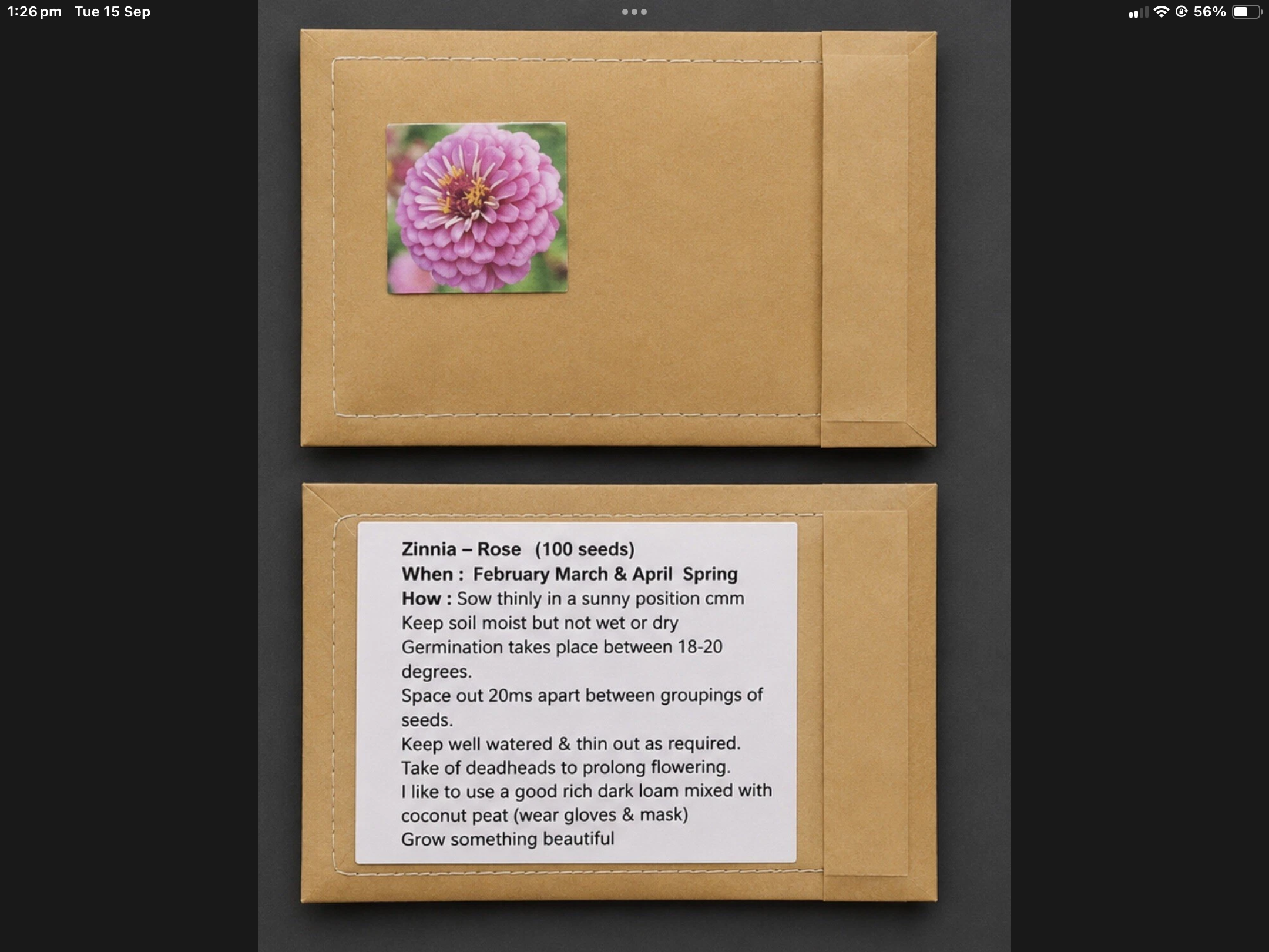 Rose Zinnia (free Mixed Zinnia) Rose Zinnia (free Mixed Zinnia) - Image 4