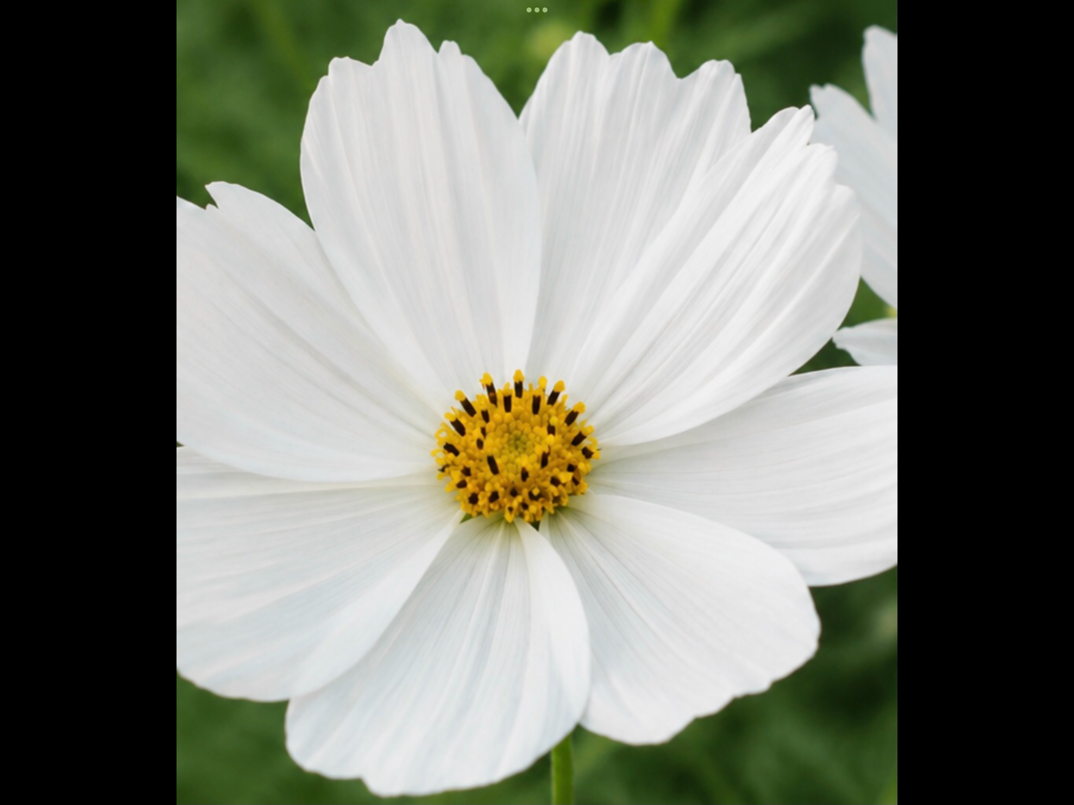 Aster Tall Peony Dutchess (free Cosmos) Aster Tall Peony Dutchess (free Cosmos) - Image 7