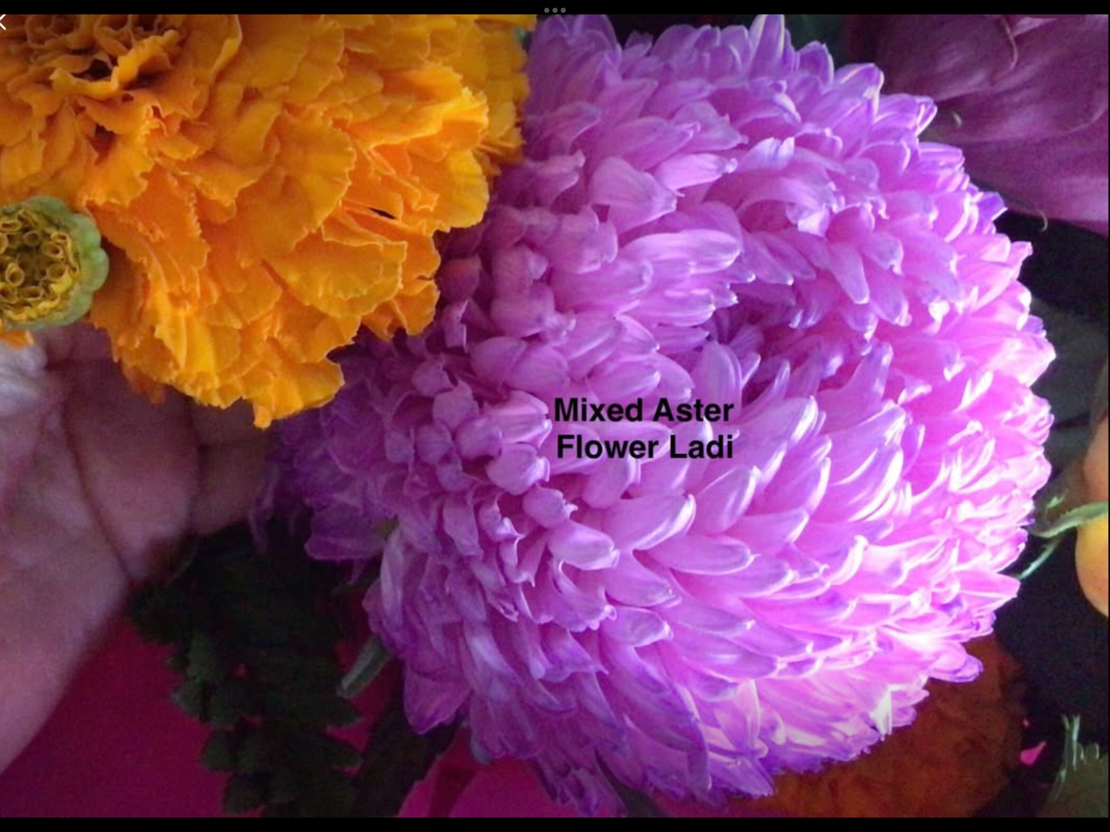 Aster Tall Peony Dutchess (free Cosmos) Aster Tall Peony Dutchess (free Cosmos) - Image 2