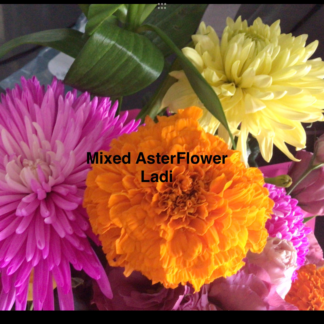 Home Aster Tall Peony Dutchess (free Cosmos)