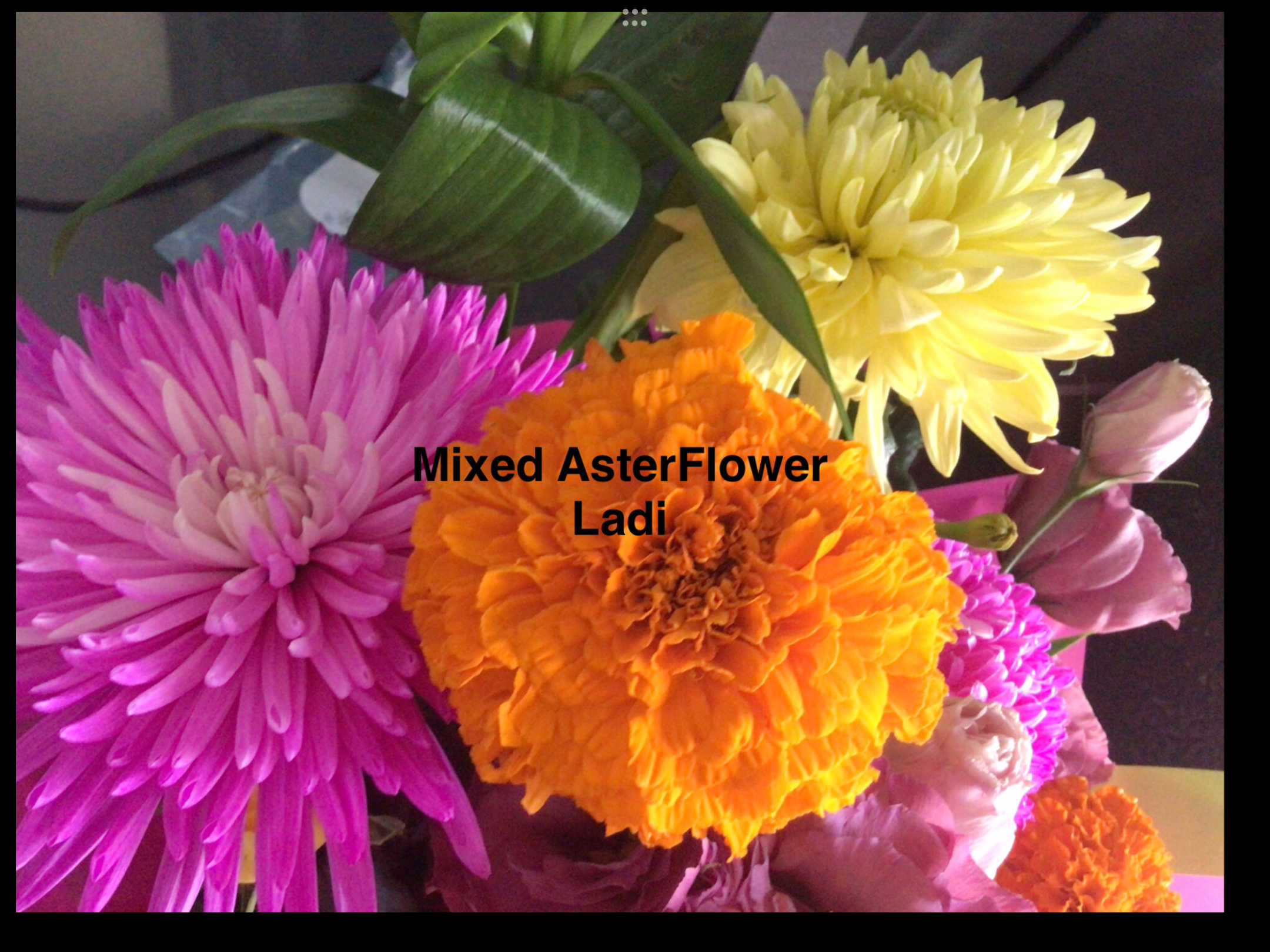 Aster Tall Peony Dutchess (free Cosmos) Aster Tall Peony Dutchess (free Cosmos)