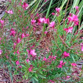 Home Butterfly Bush Pink - Gaura Lindheimeri