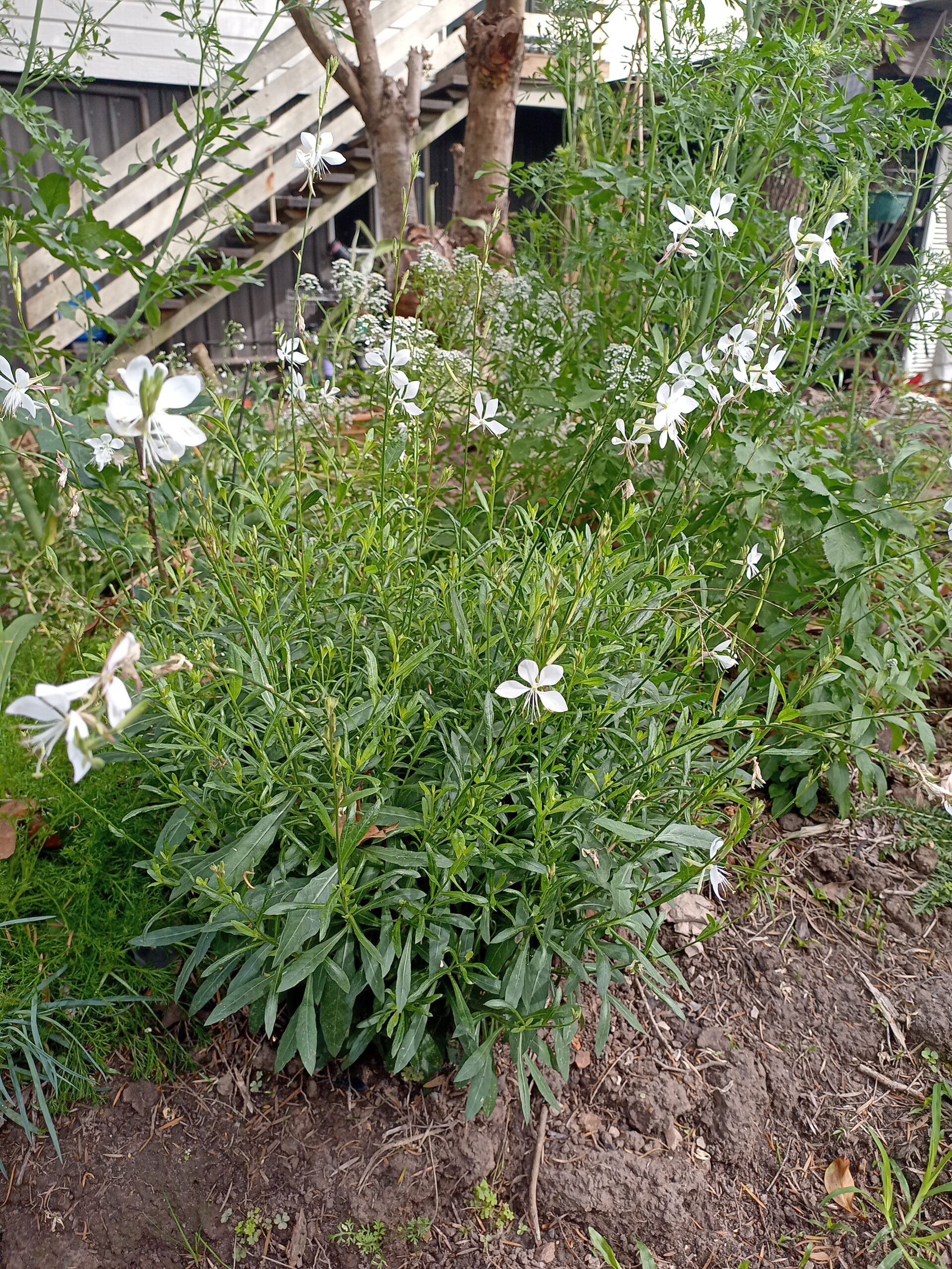 Butterfly Bush White - Gaura Lindheimeri Butterfly Bush White - Gaura Lindheimeri - Image 2