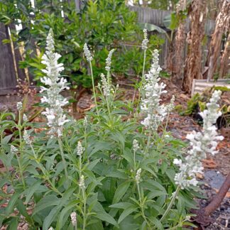 Salvia 'White Victory' - Salvia Farinacea