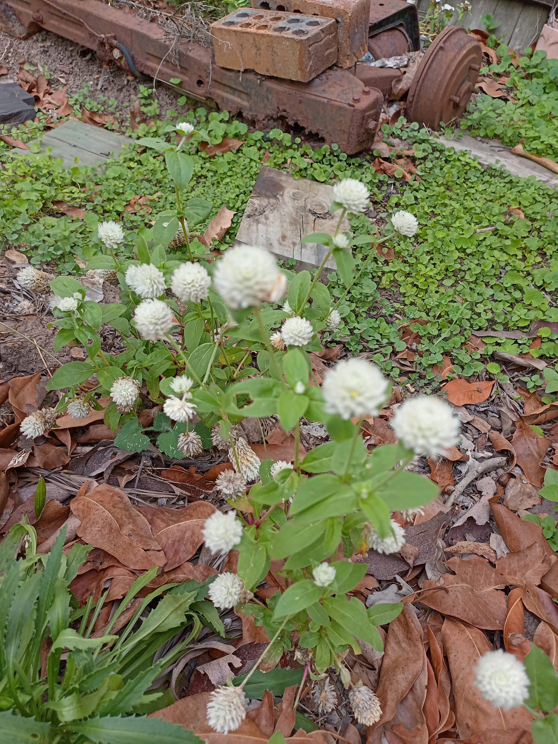 Globe Amaranth (Tall White) - Gomphrena Globosa Globe Amaranth (Tall White) - Gomphrena Globosa - Image 2