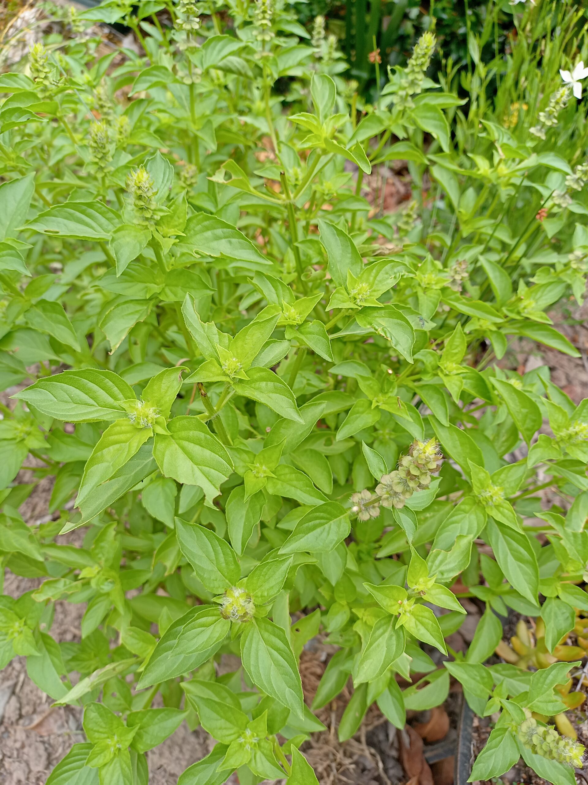 Basil Lemon - Ocimum Americamum Basil Lemon - Ocimum Americamum - Image 2