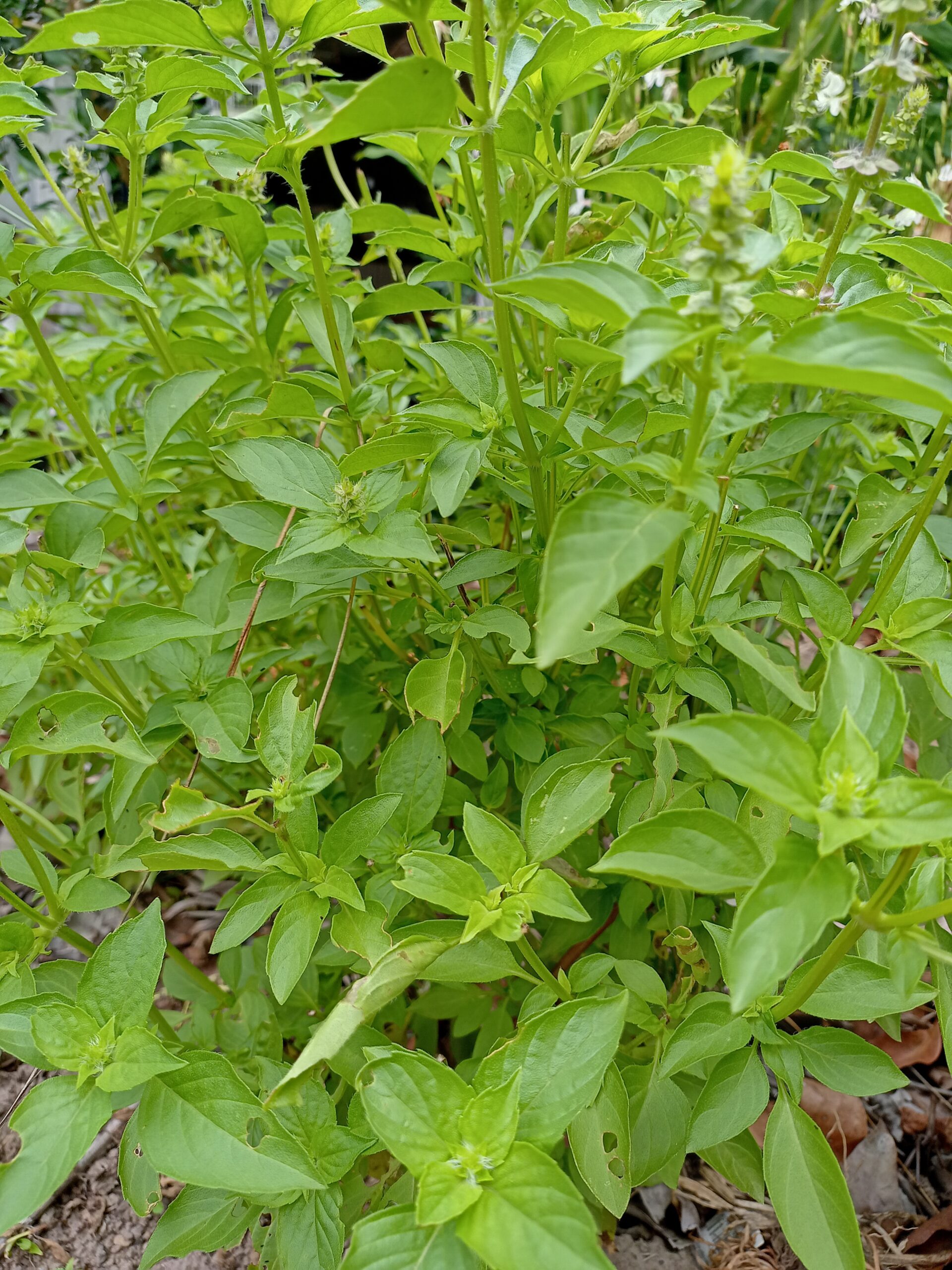 Basil Lemon - Ocimum Americamum Basil Lemon - Ocimum Americamum - Image 3
