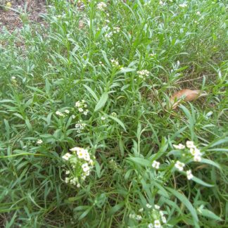 Sweet Allysum 'Snowcloth' - Lobularia Maritima