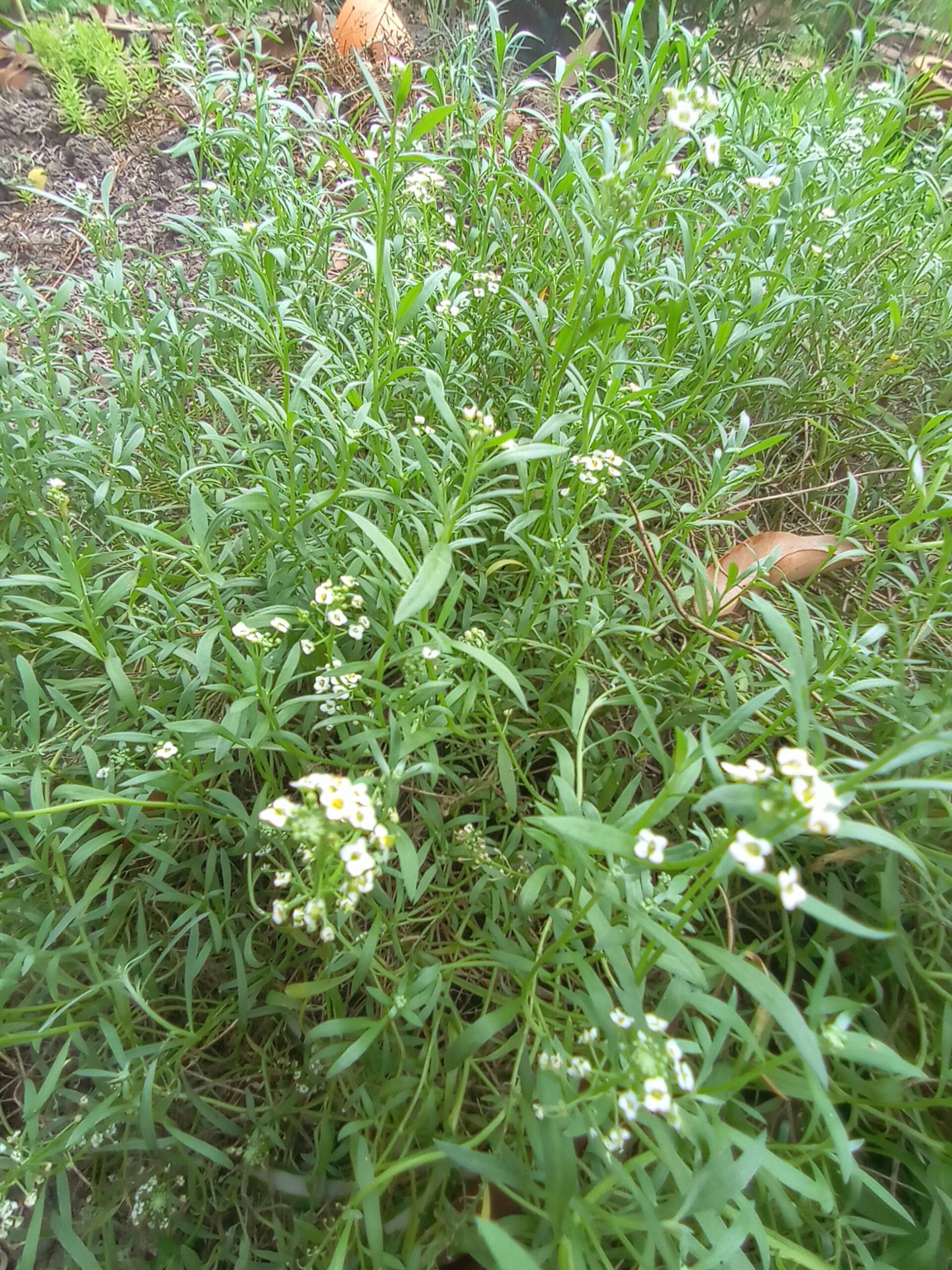 Sweet Allysum 'Snowcloth' - Lobularia Maritima Sweet Allysum 'Snowcloth' - Lobularia Maritima