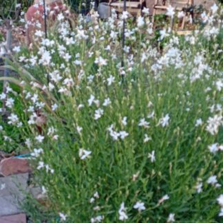 Home Butterfly Bush White - Gaura Lindheimeri
