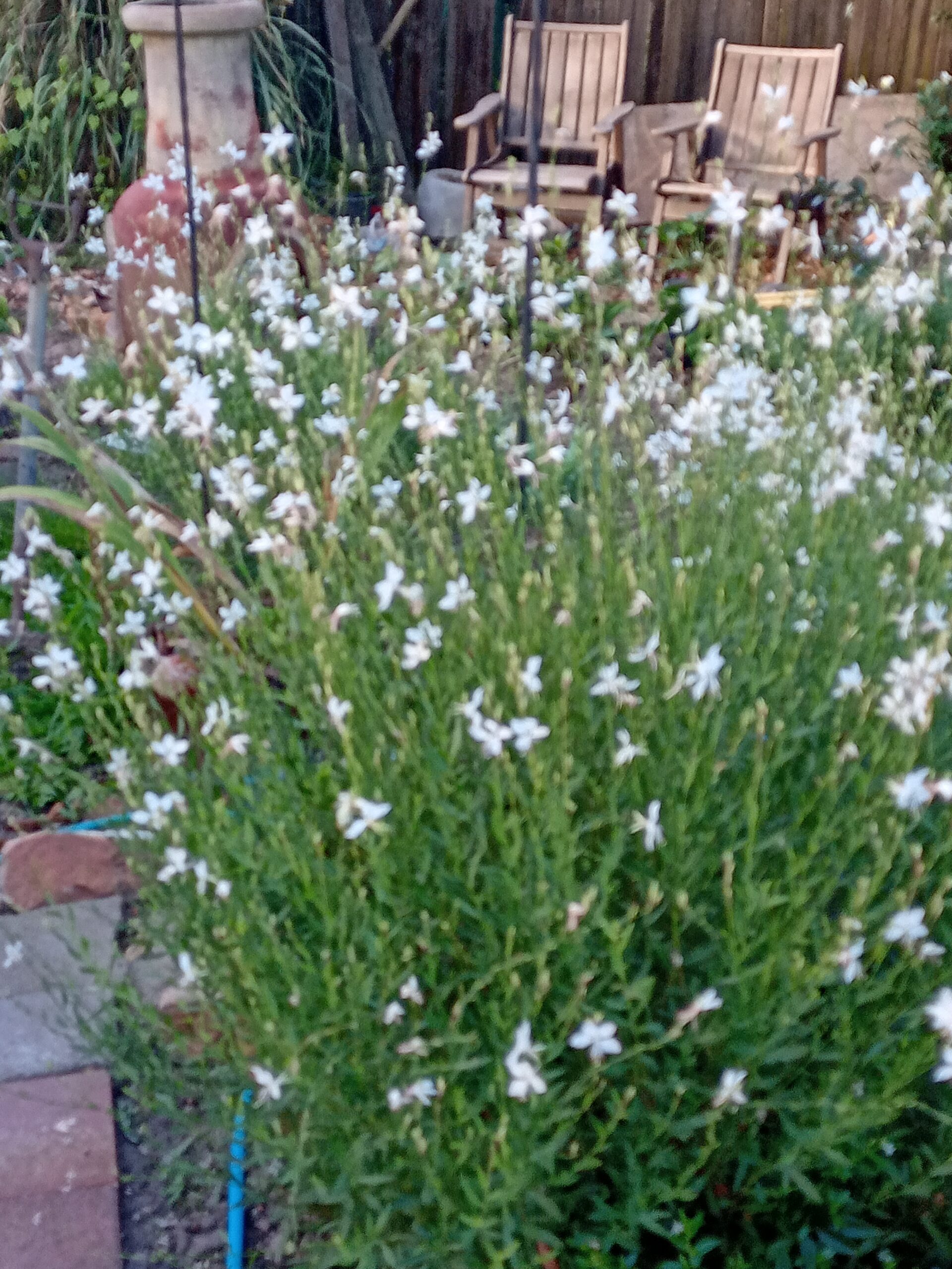 Butterfly Bush White - Gaura Lindheimeri Butterfly Bush White - Gaura Lindheimeri