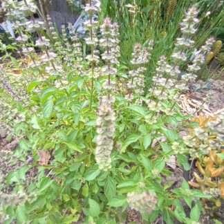Basil Lemon - Ocimum Americamum