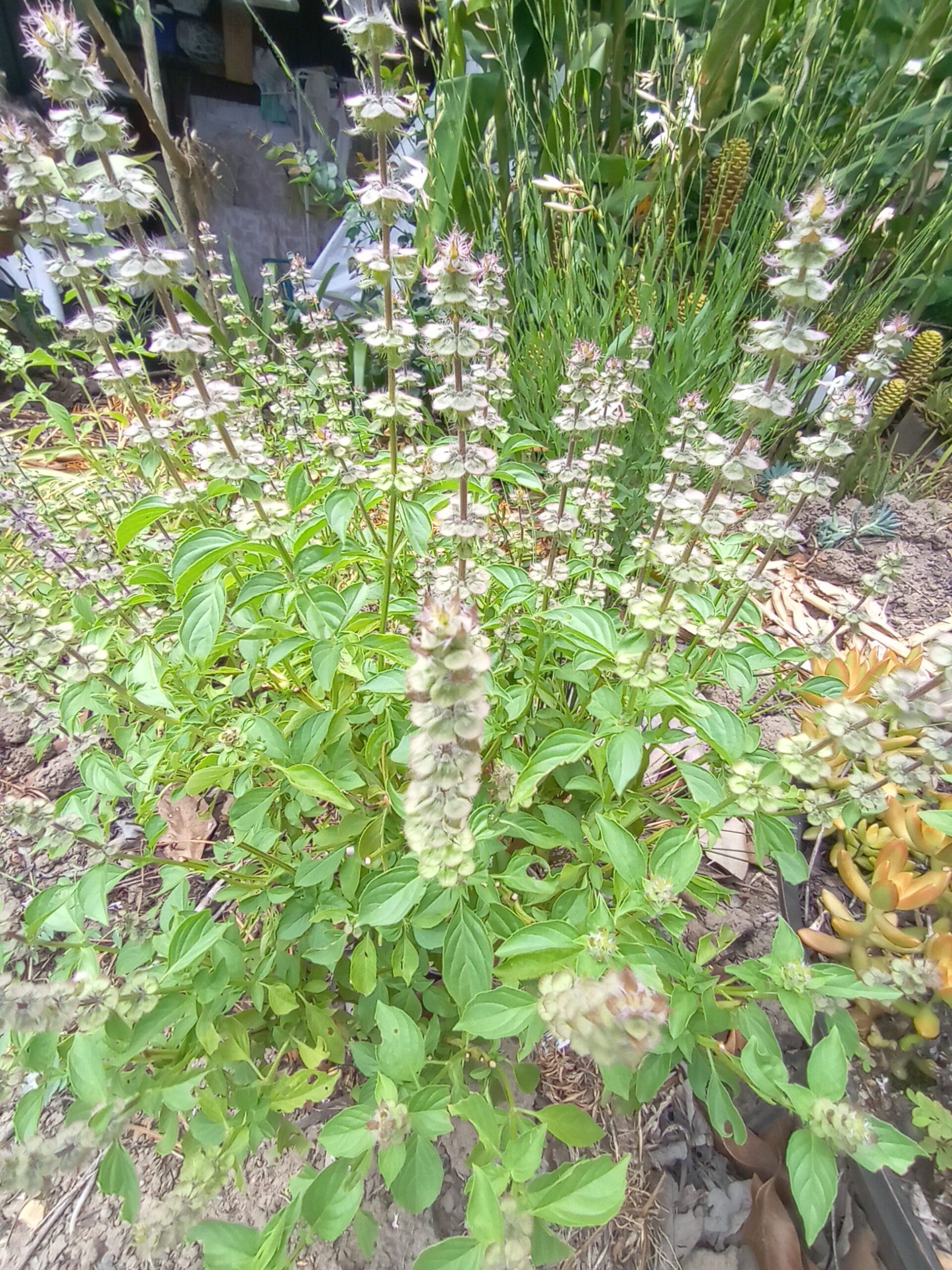 Basil Lemon - Ocimum Americamum Basil Lemon - Ocimum Americamum