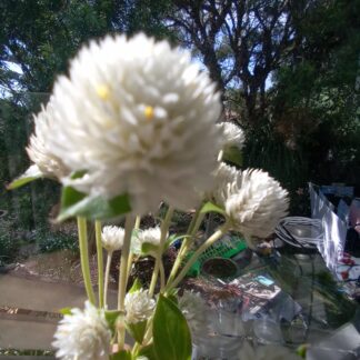 Globe Amaranth (Tall White) - Gomphrena Globosa