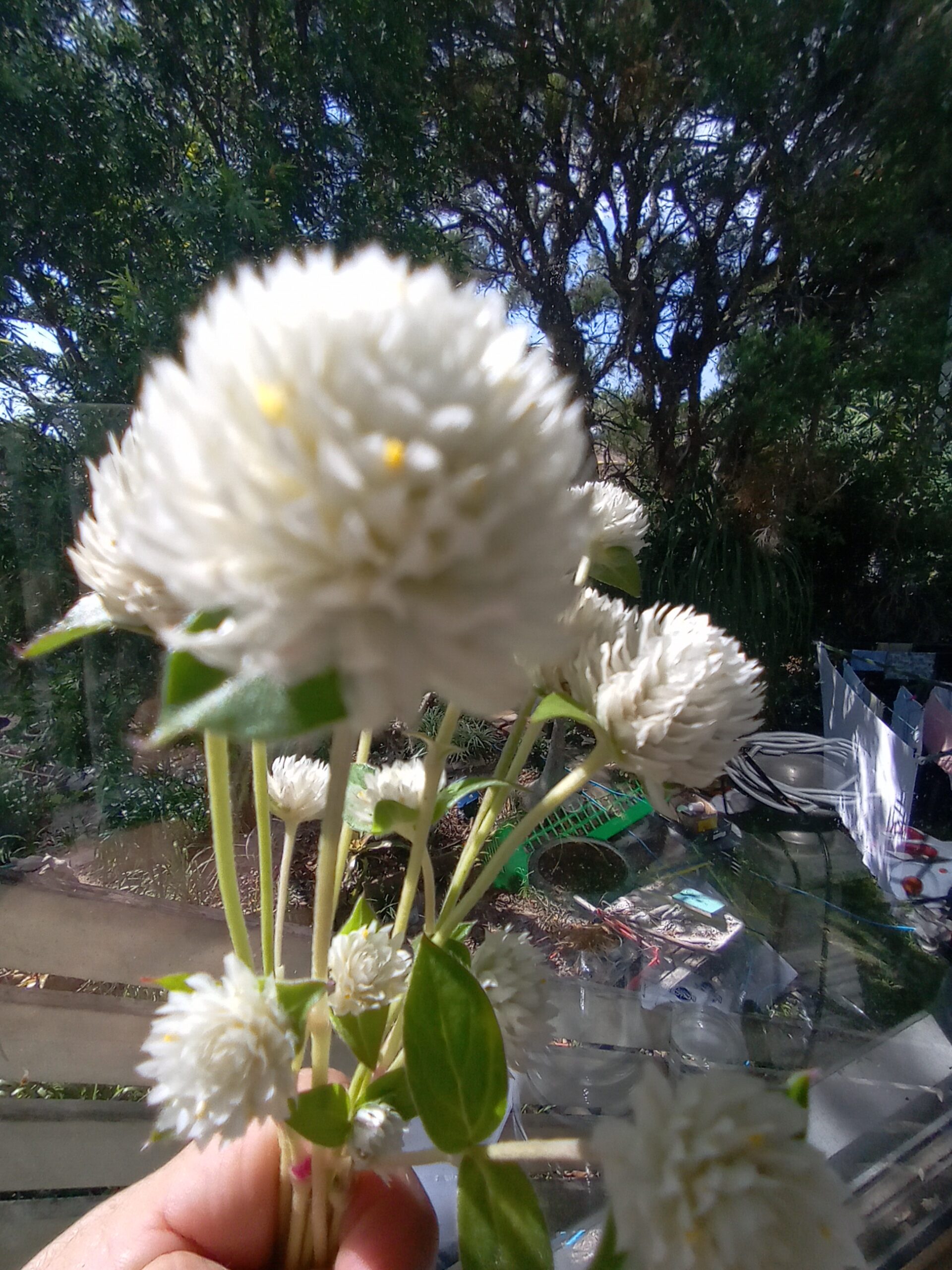 Globe Amaranth (Tall White) - Gomphrena Globosa Globe Amaranth (Tall White) - Gomphrena Globosa