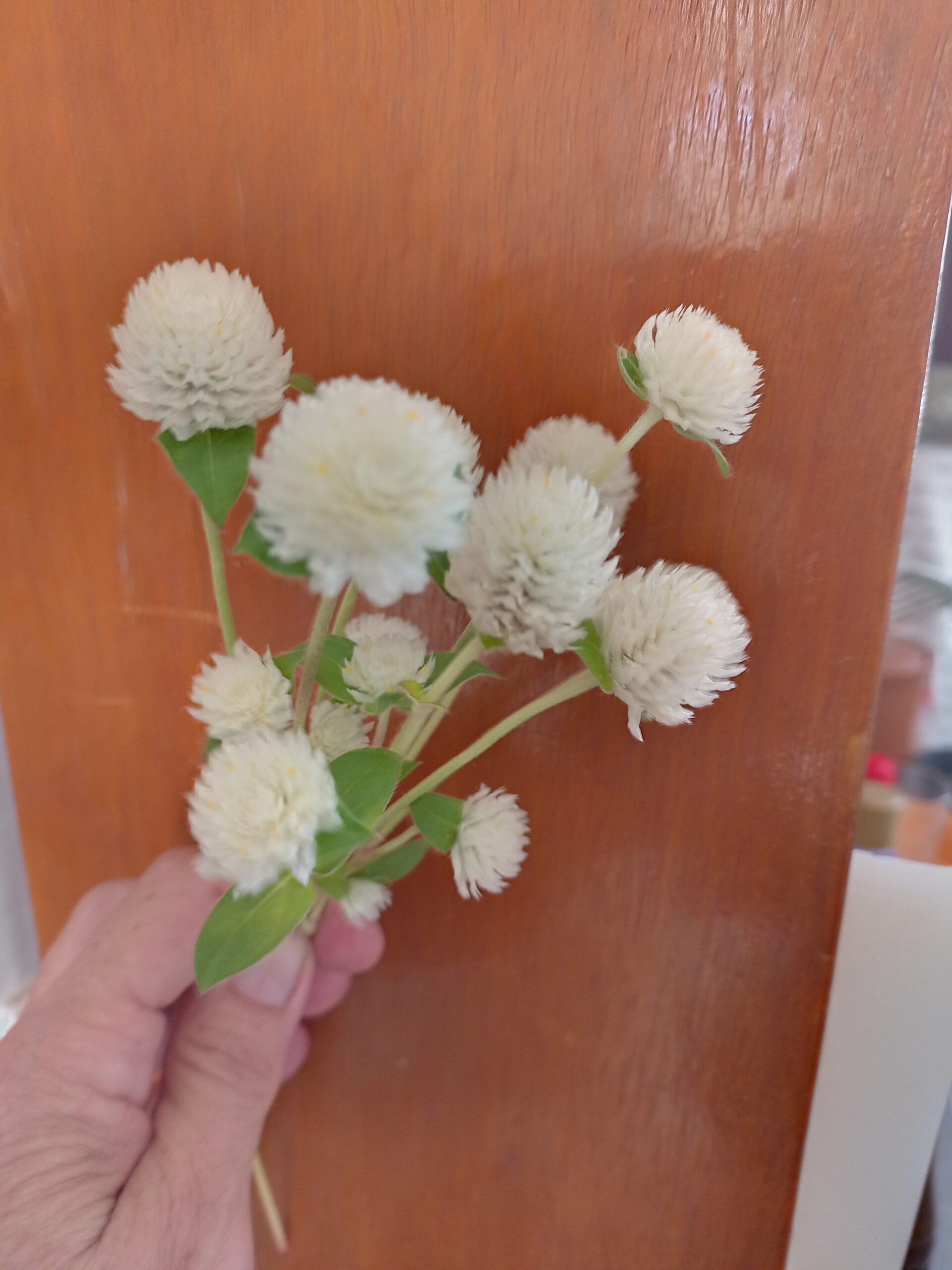 Globe Amaranth (Tall White) - Gomphrena Globosa Globe Amaranth (Tall White) - Gomphrena Globosa - Image 3