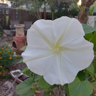 Home Moonflower - Ipomeoa Alba