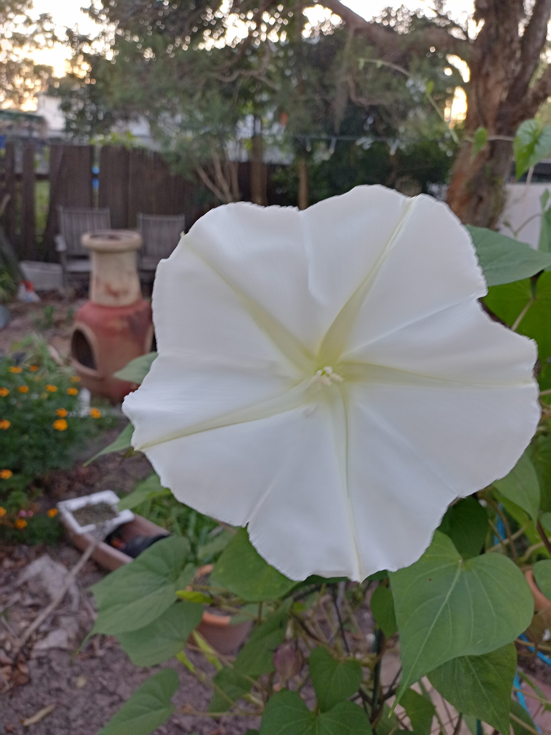 Moonflower - Ipomeoa Alba Moonflower - Ipomeoa Alba