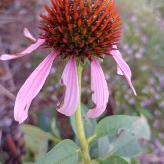 Echinacea - Echinacea Purpurea