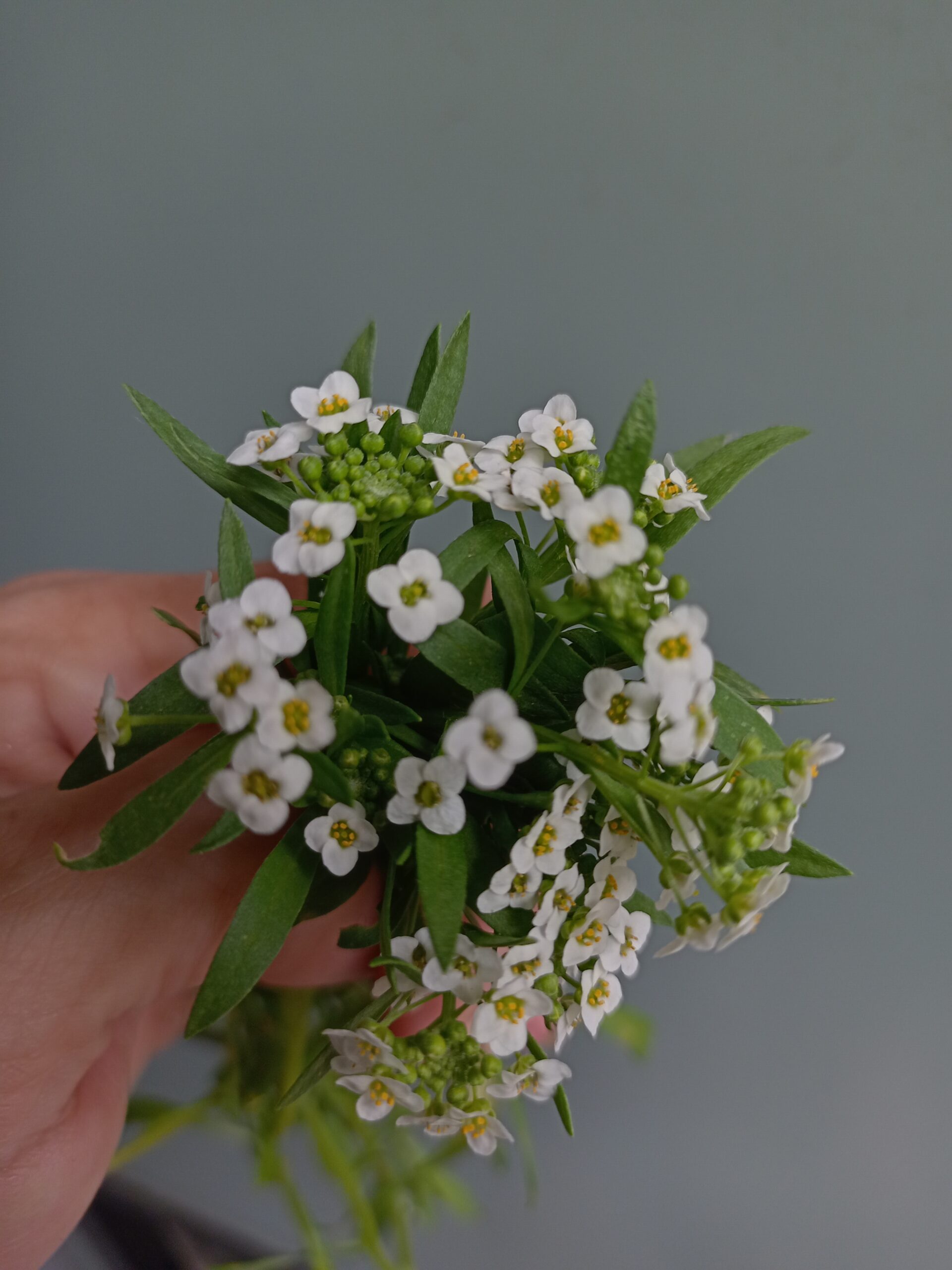 Sweet Allysum 'Snowcloth' - Lobularia Maritima Sweet Allysum 'Snowcloth' - Lobularia Maritima - Image 2