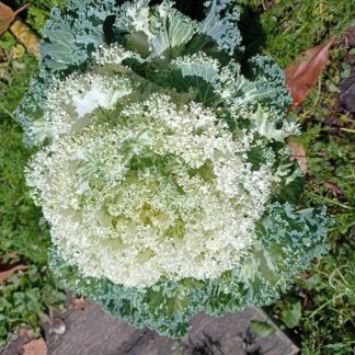 Home Ivory Kale - Ornamental
