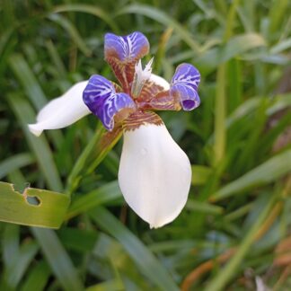 Home Brazilian Walking Iris
