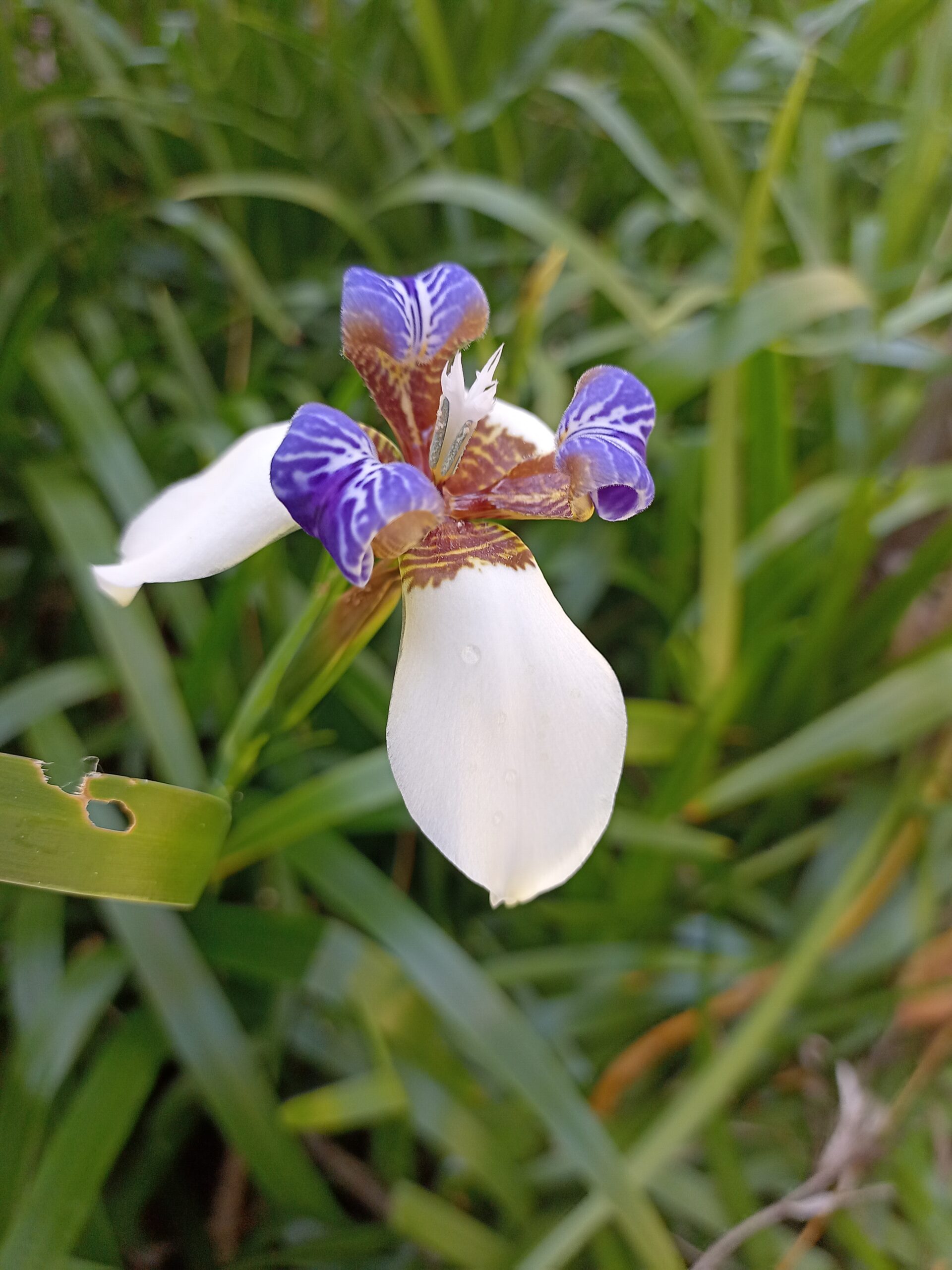 Brazilian Walking Iris Brazilian Walking Iris