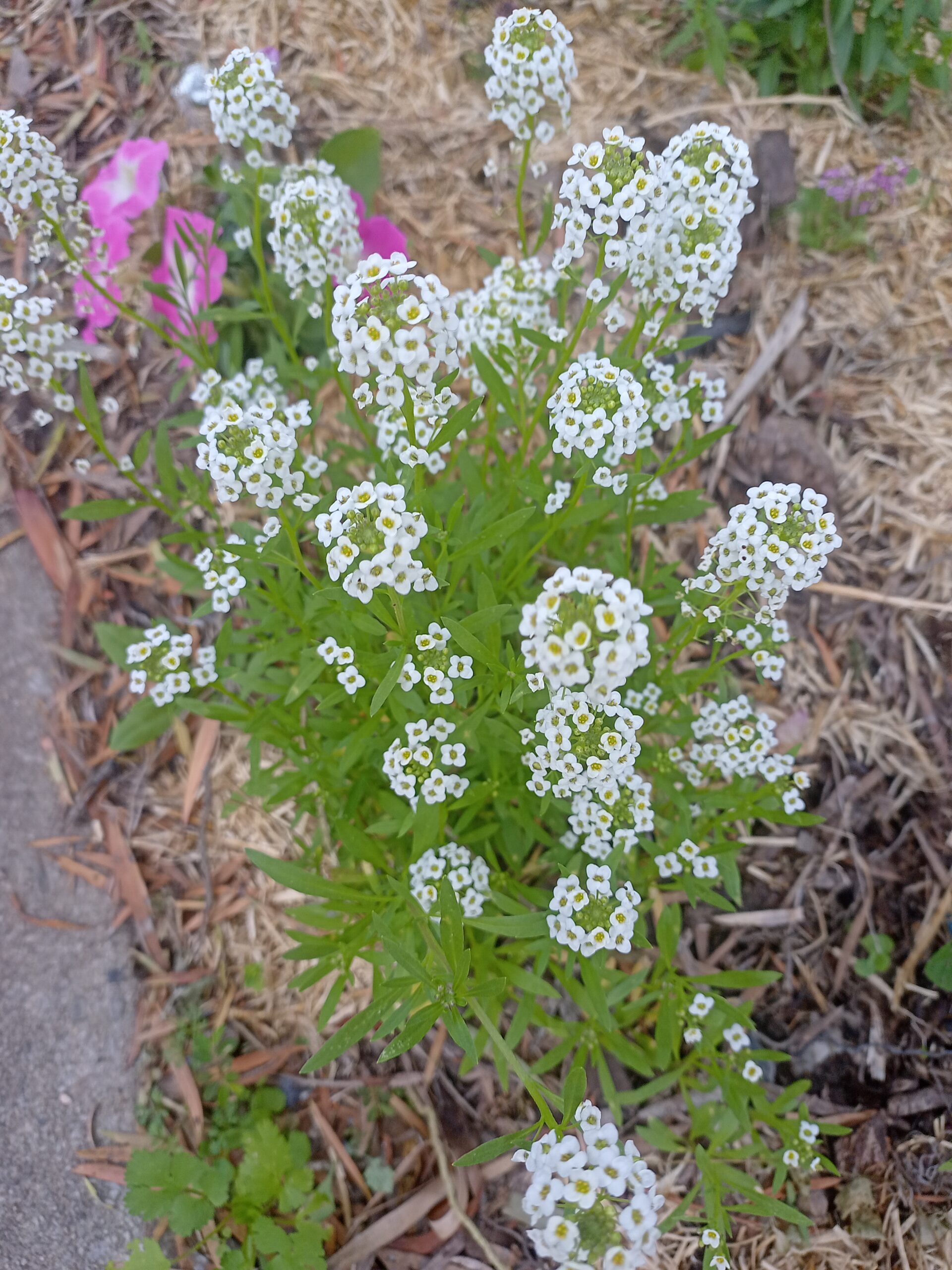 Sweet Allysum 'Snowcloth' - Lobularia Maritima Sweet Allysum 'Snowcloth' - Lobularia Maritima - Image 3