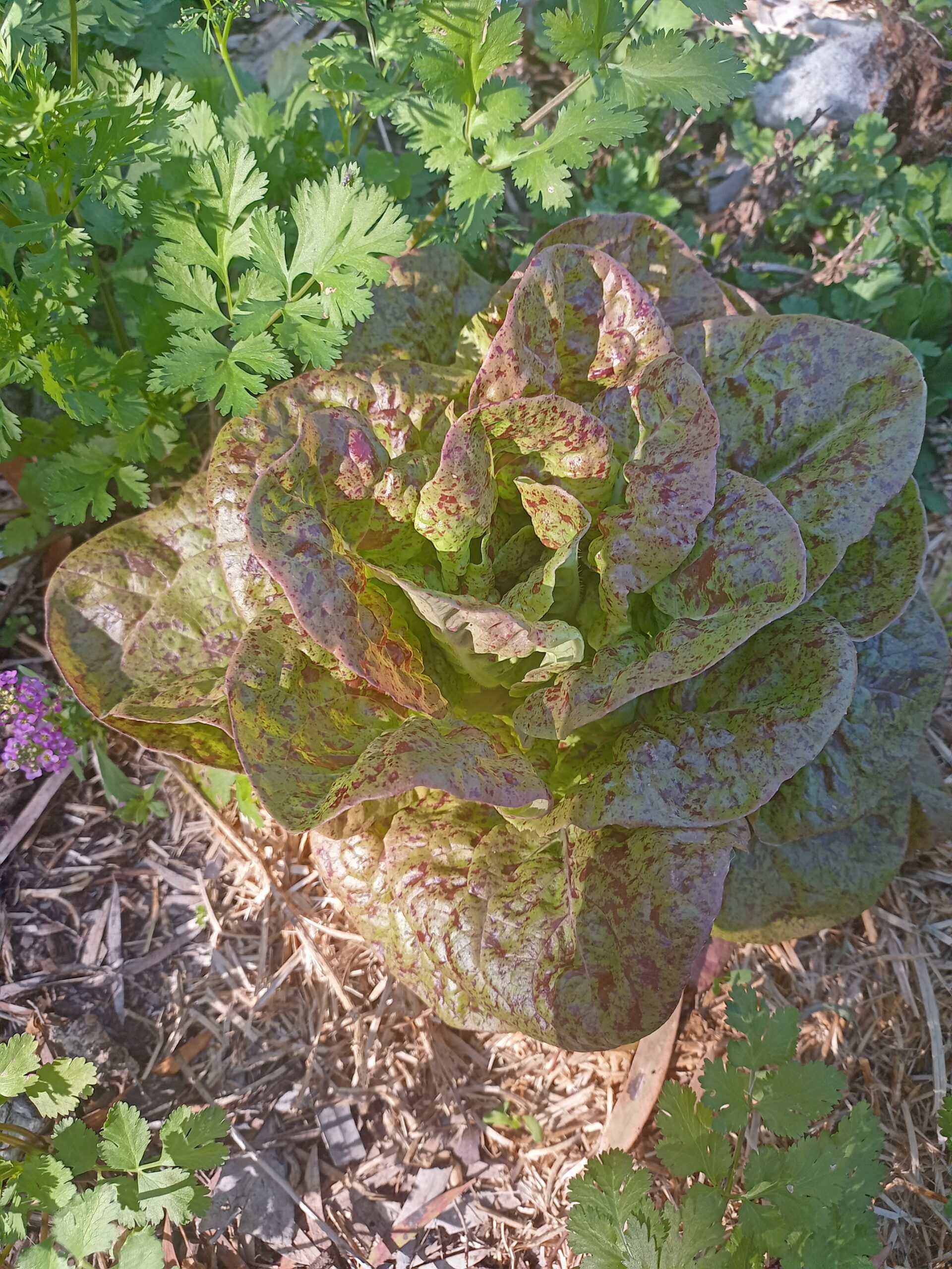 Lettuce - Speckled Baby Lettuce - Speckled Baby - Image 2