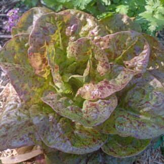 Home Lettuce - Speckled Baby