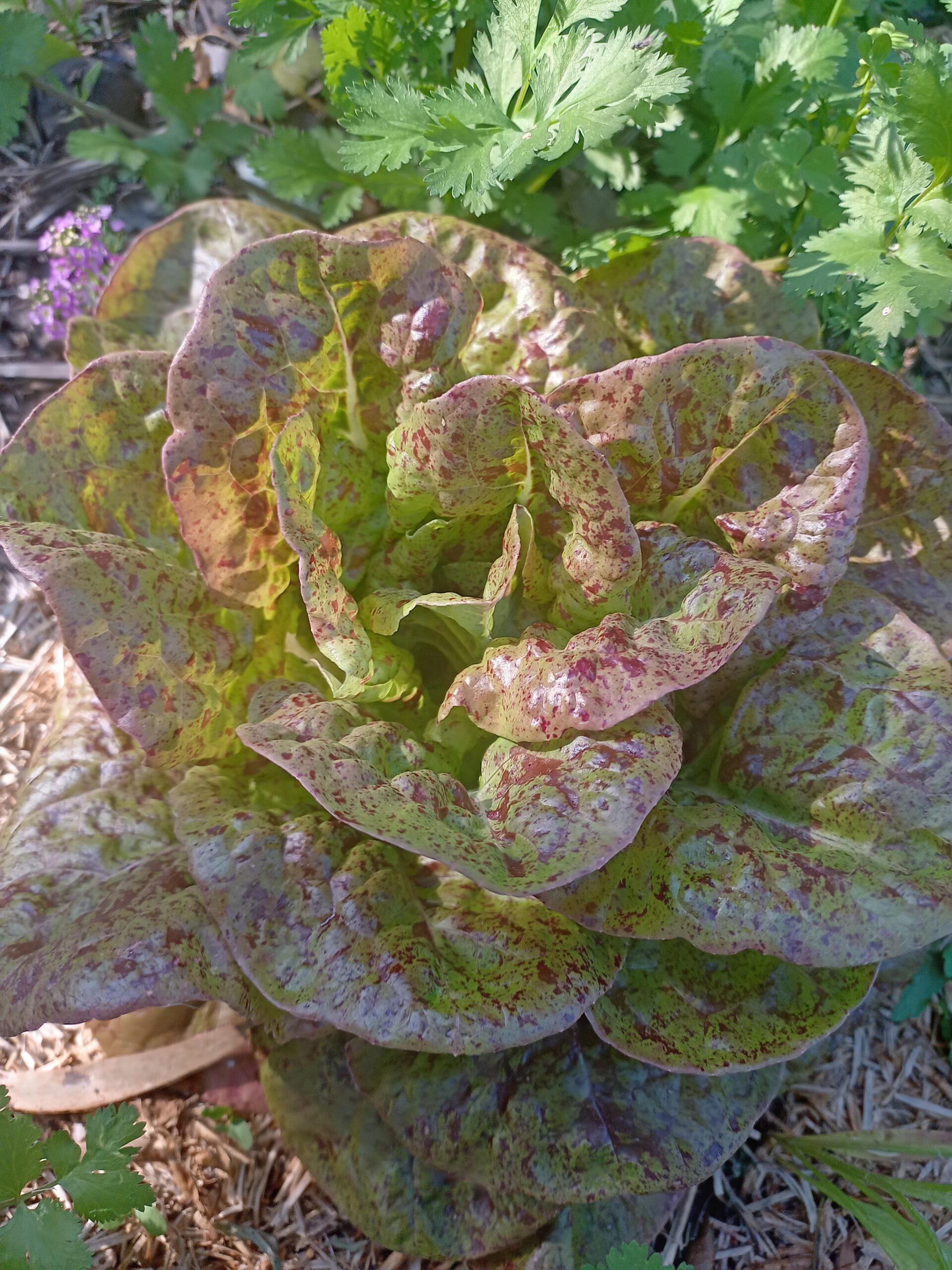 Lettuce - Speckled Baby Lettuce - Speckled Baby
