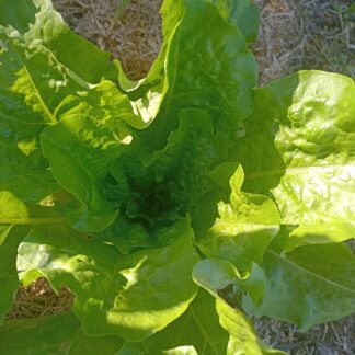 Home Lettuce - Paris Island Cos