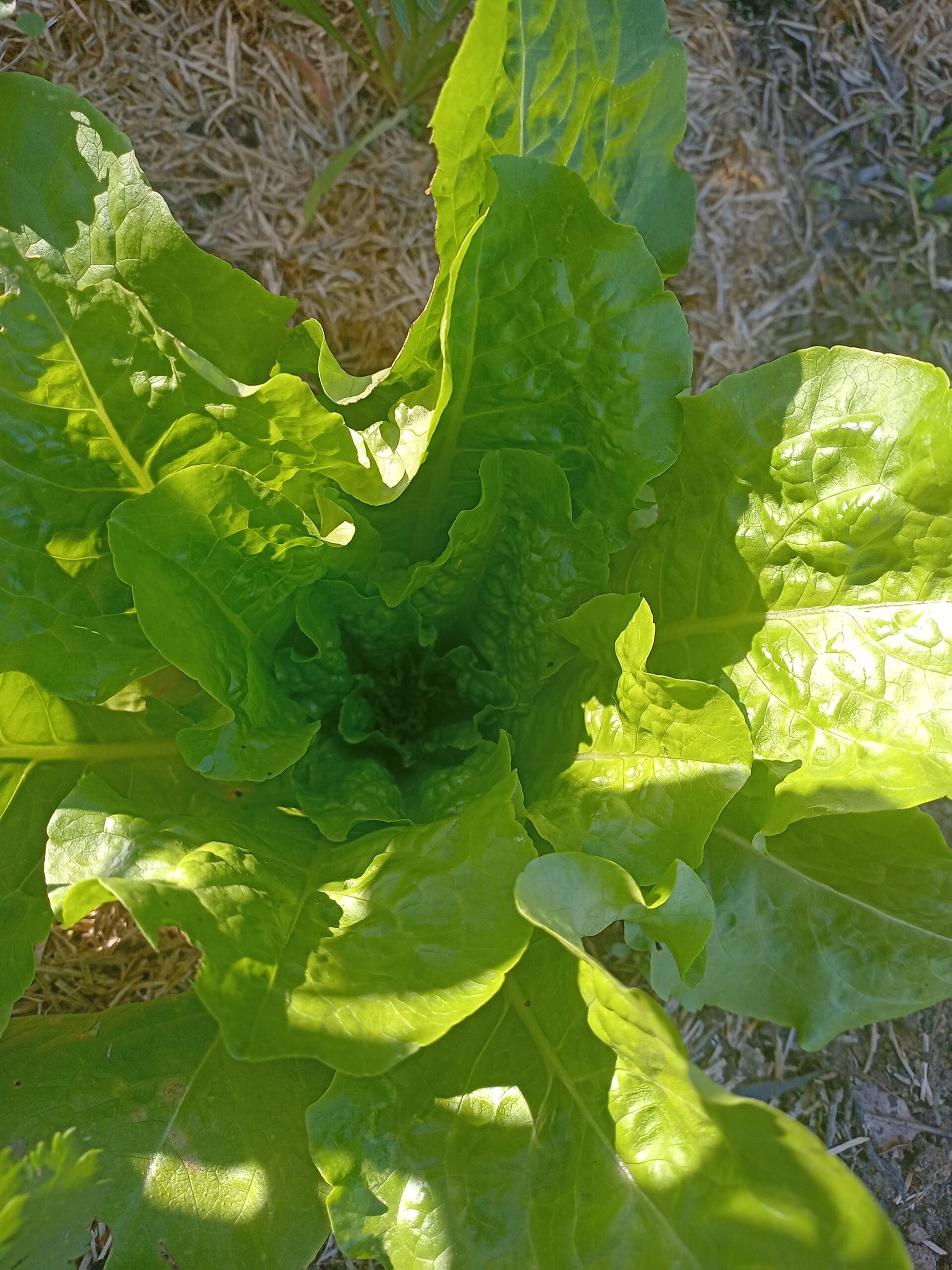 Lettuce - Paris Island Cos Lettuce - Paris Island Cos
