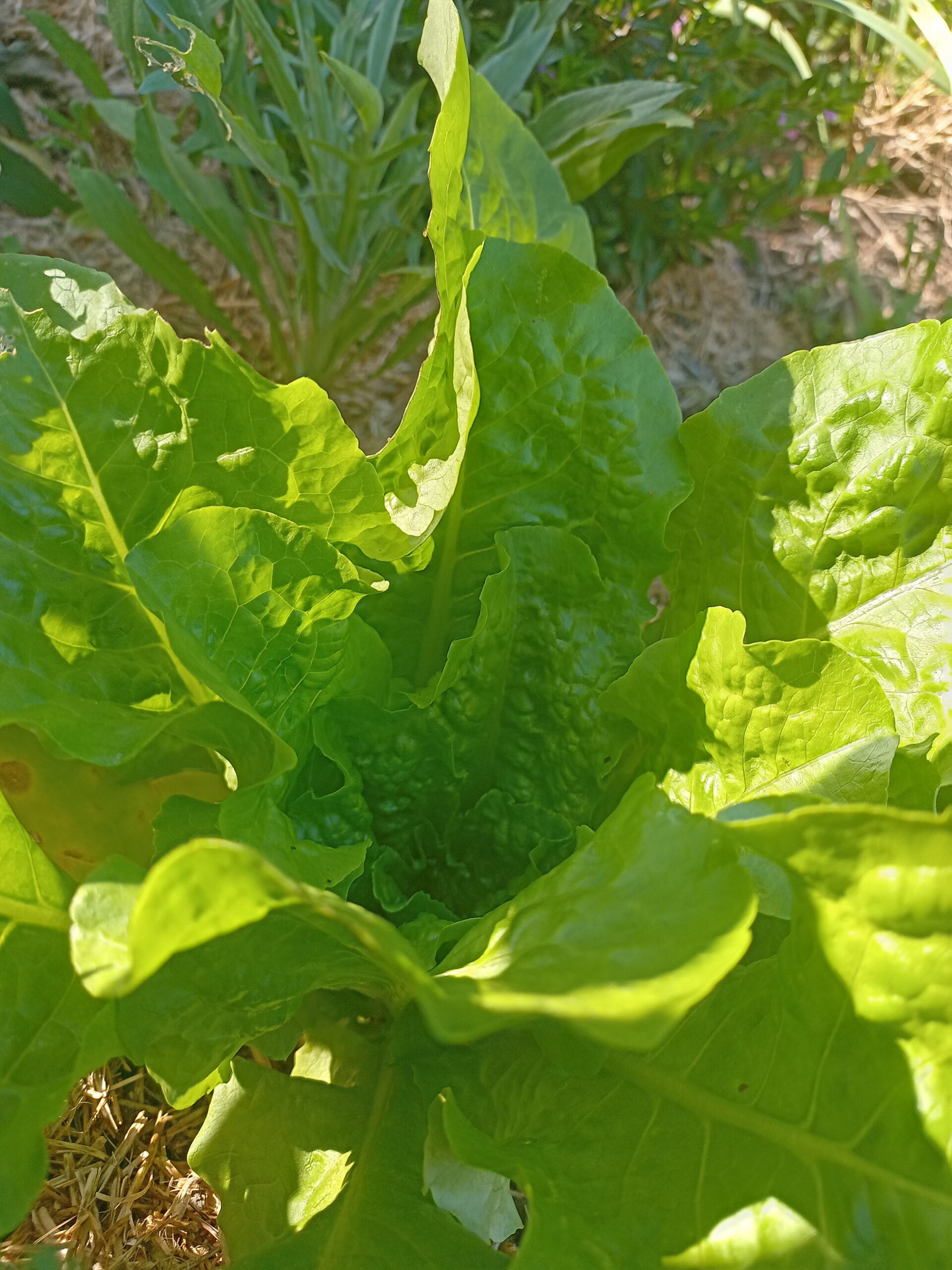 Lettuce - Paris Island Cos Lettuce - Paris Island Cos - Image 2
