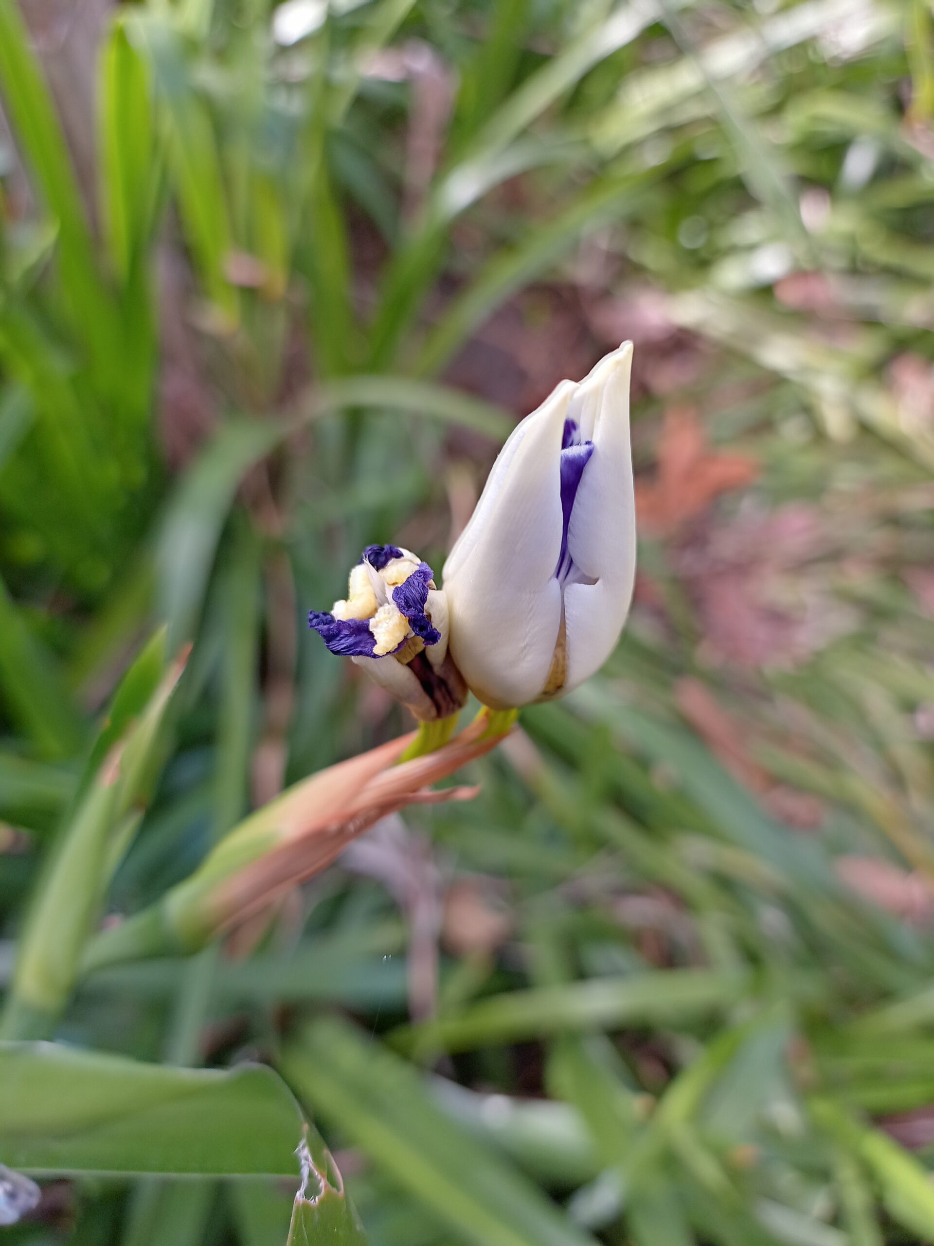 Brazilian Walking Iris Brazilian Walking Iris - Image 2