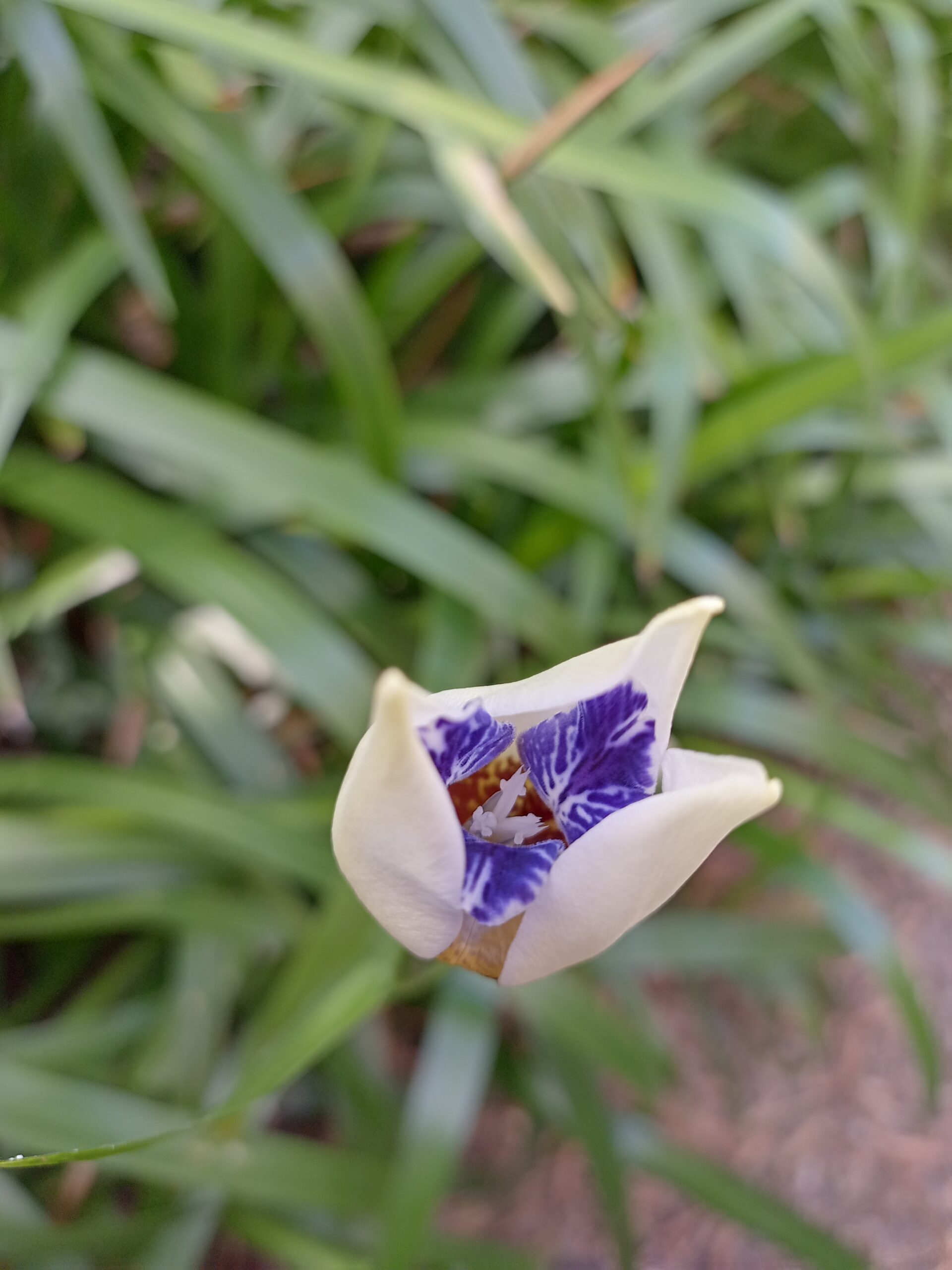 Brazilian Walking Iris Brazilian Walking Iris - Image 5